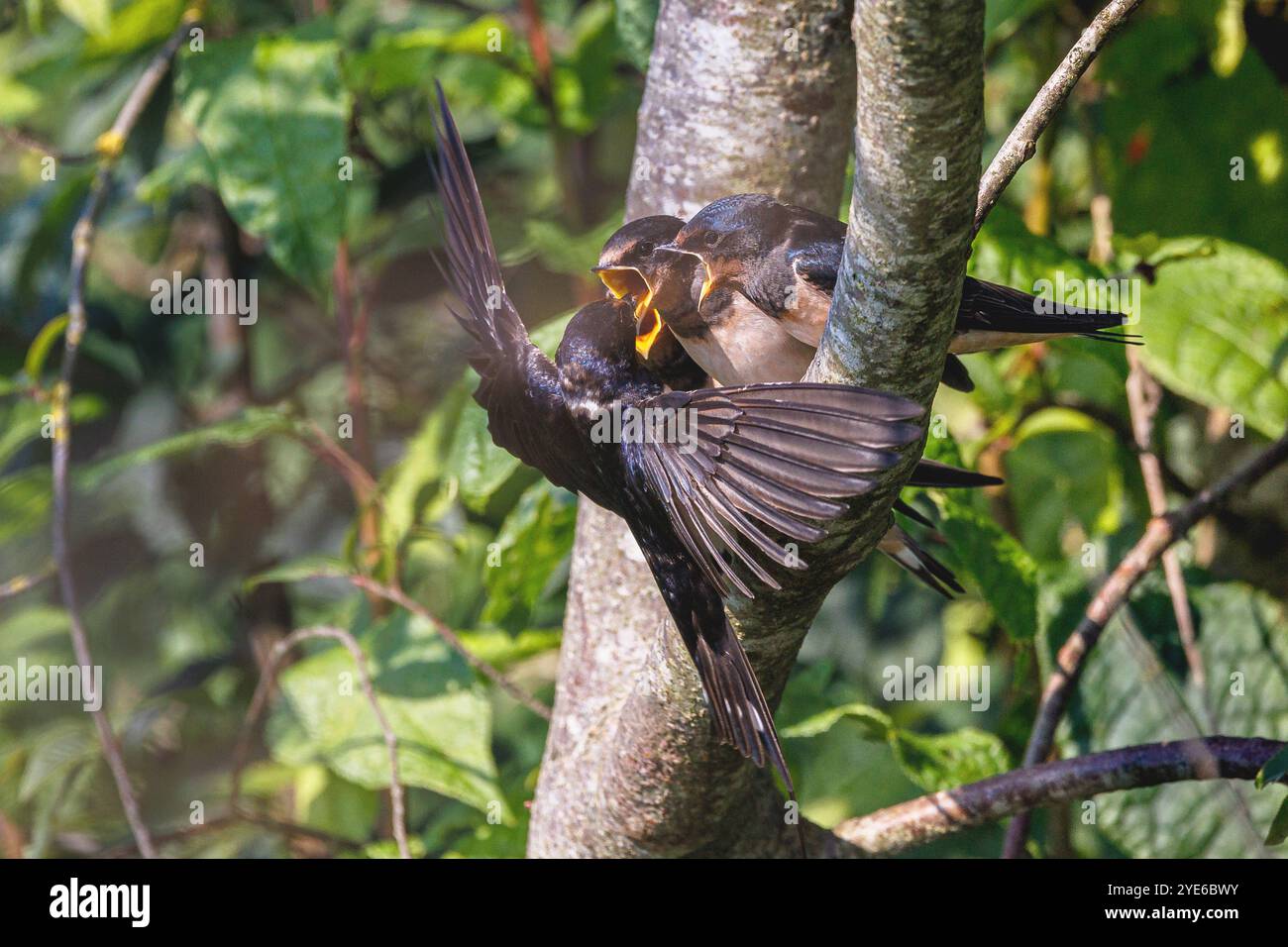 Swallow juvenile on branch hi-res stock photography and images - Alamy