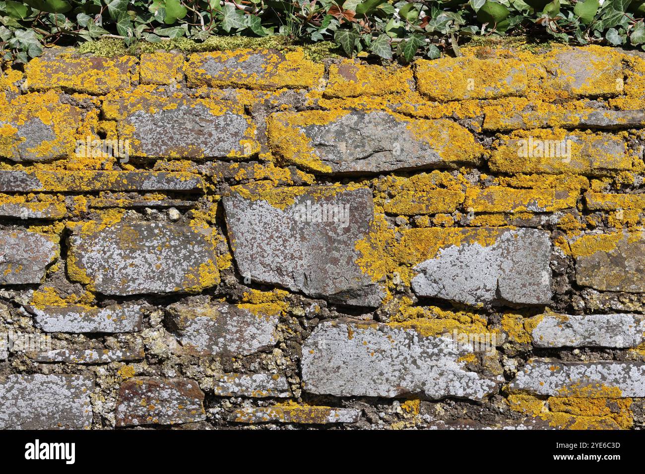 Old wall overgrown with lichen, Germany Stock Photo