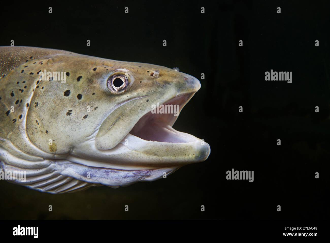 Danube salmon, huchen (Hucho hucho), portrait with open mouth, black background Stock Photo