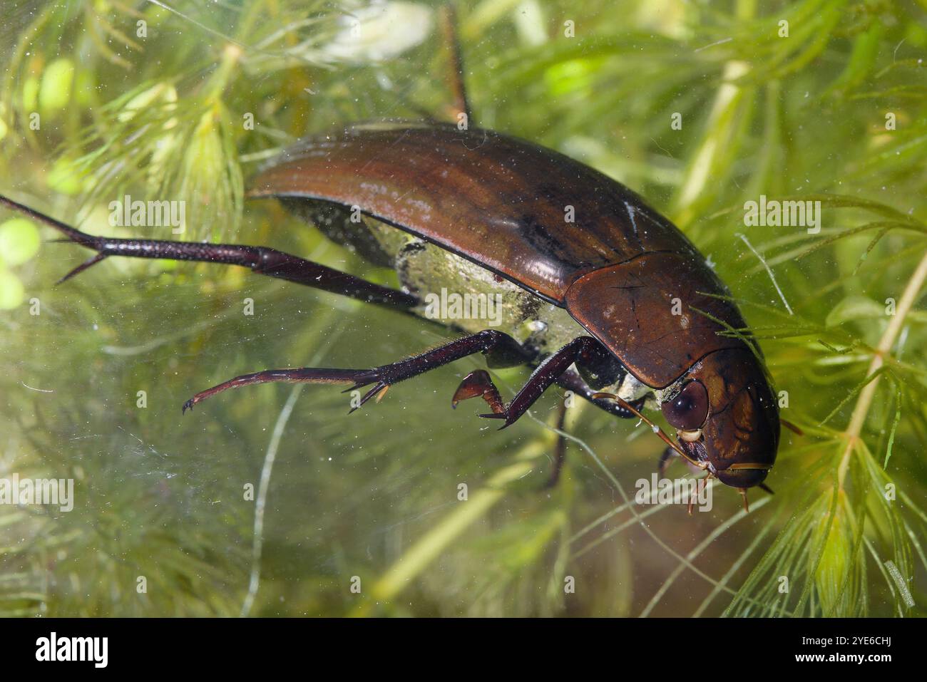 Greater silver beetle, Great black water beetle, Great silver water ...