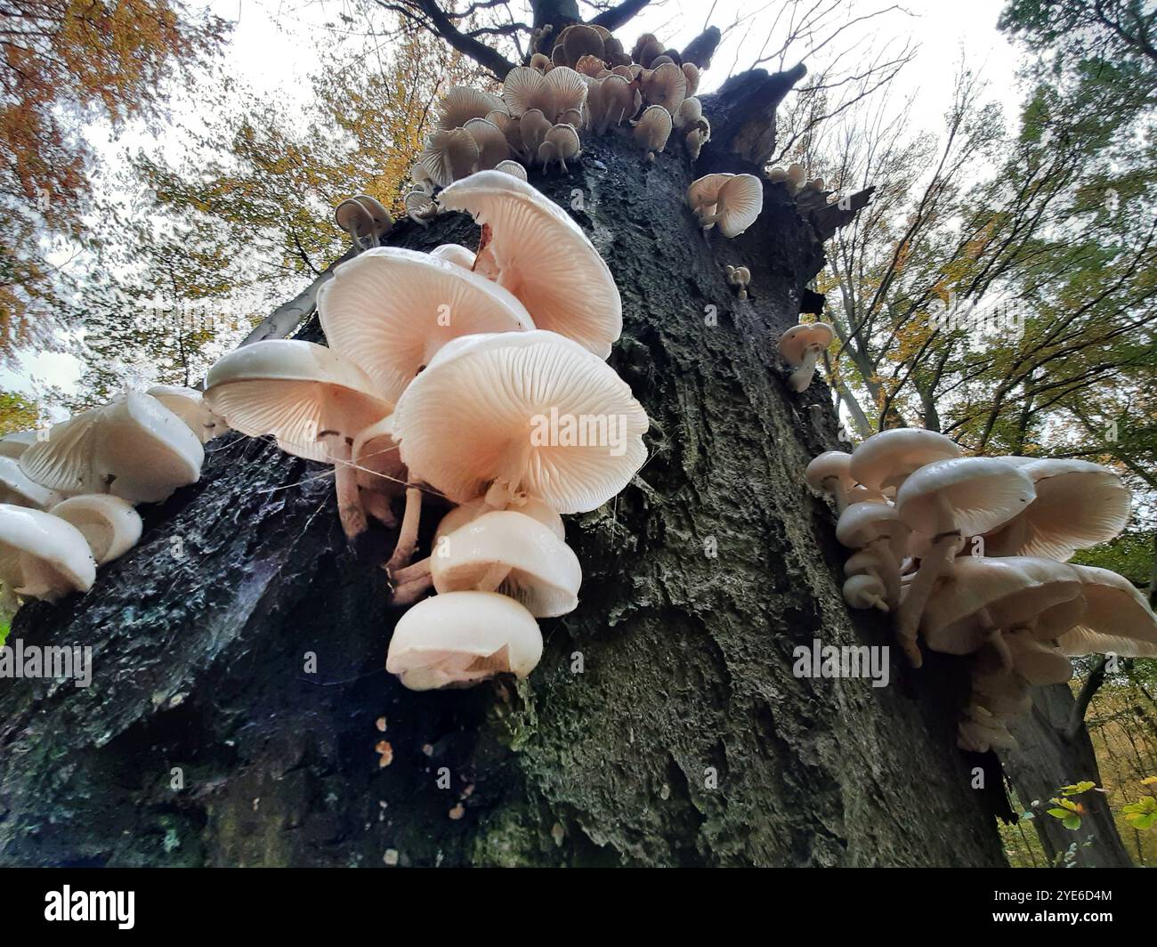 porcelain fungus (Oudemansiella mucida, Mucidula mucida), fruiting bodies on the trunk of an old beech tree, Germany Stock Photo
