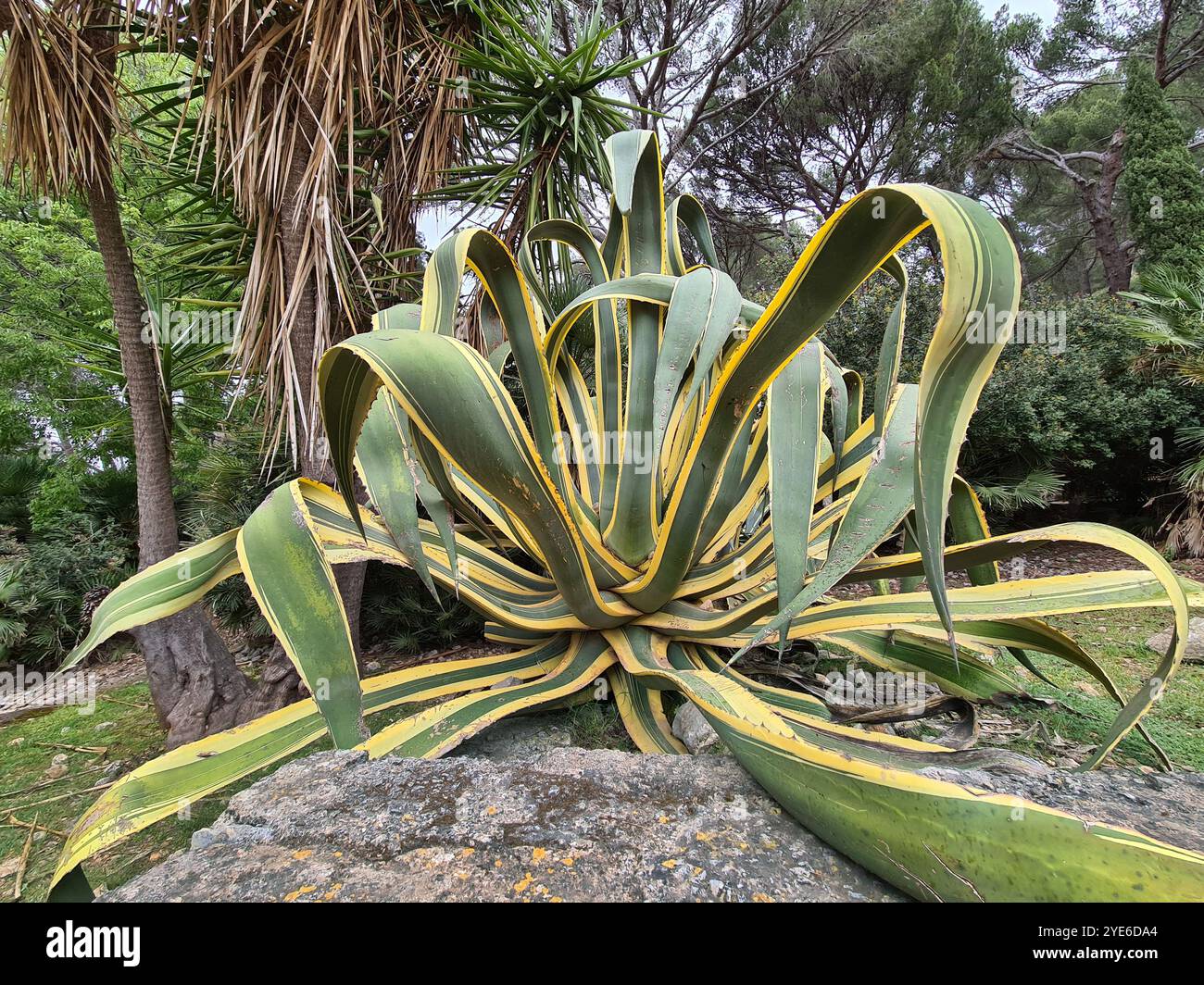 Agave, Century Plant (Agave americana 'Marginata', Agave americana ...