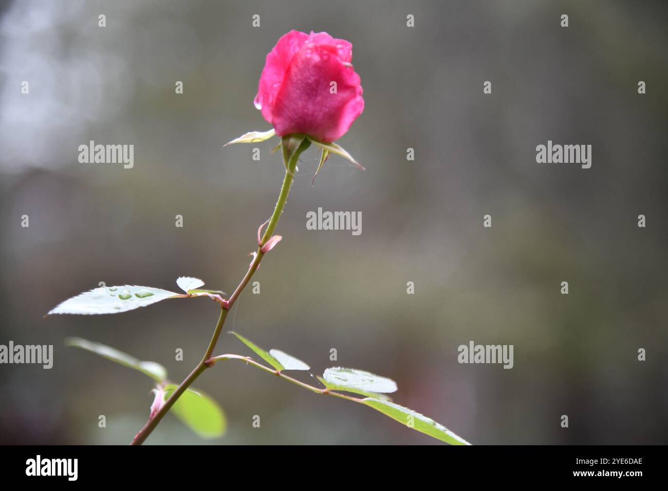 Single pink long stem rose hi-res stock photography and images - Alamy