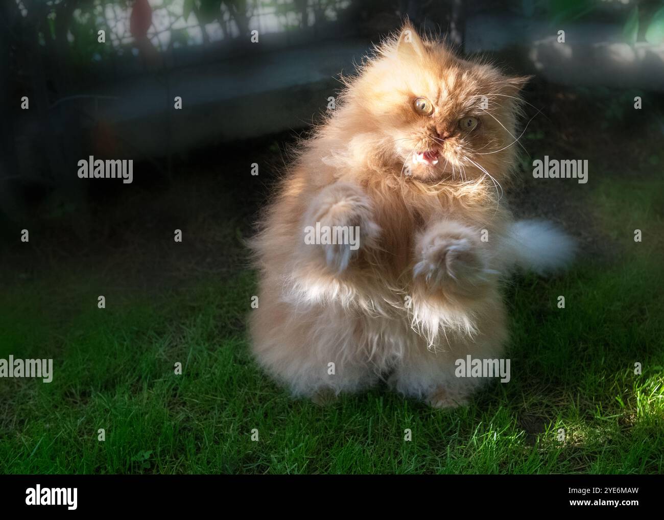 A fluffy orange cat standing on hind legs with a wild, playful expression, looking like it's about to pounce, creating a humorous and energetic scene Stock Photo