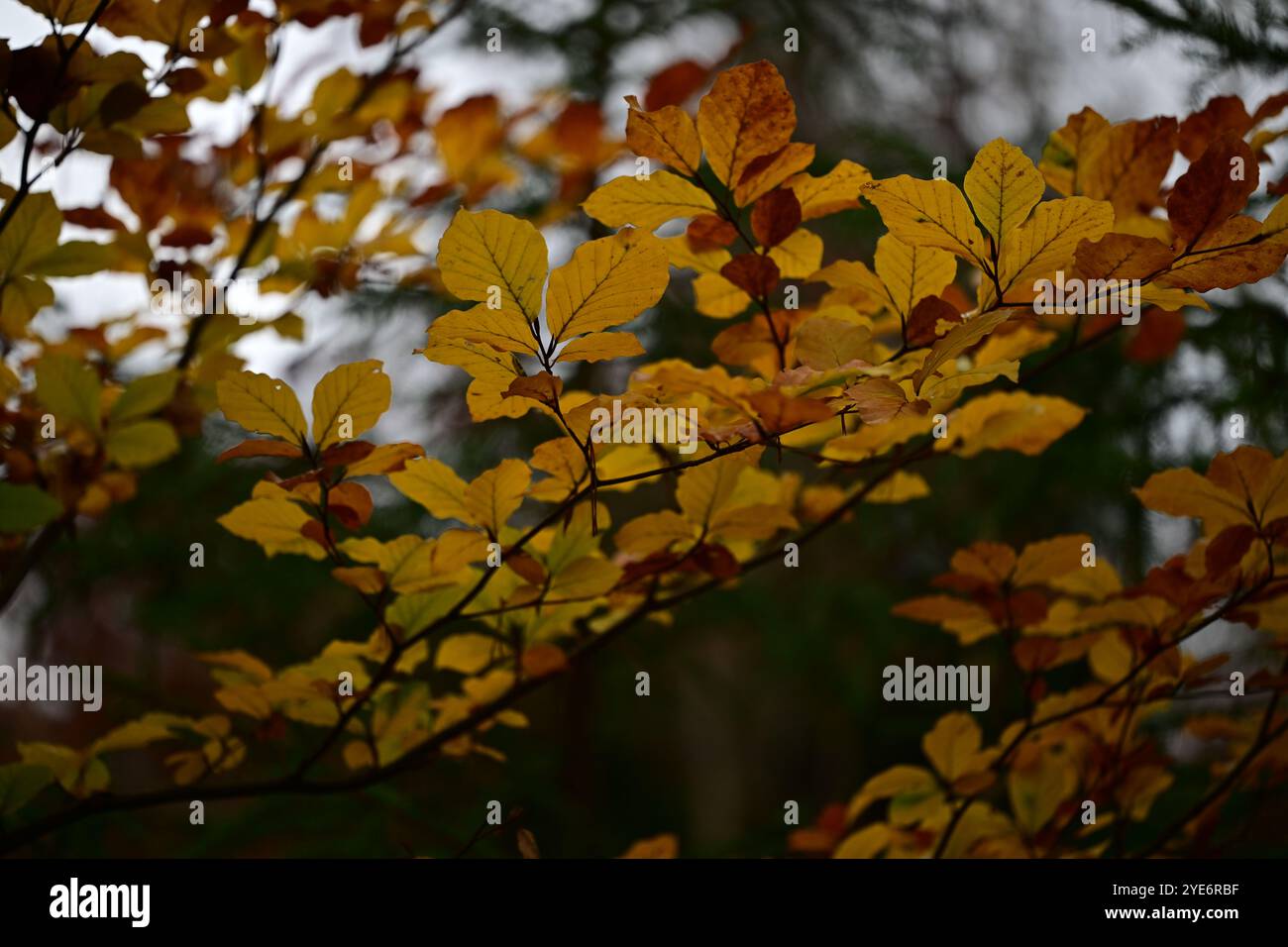 Sweden nature 4k hi-res stock photography and images - Alamy