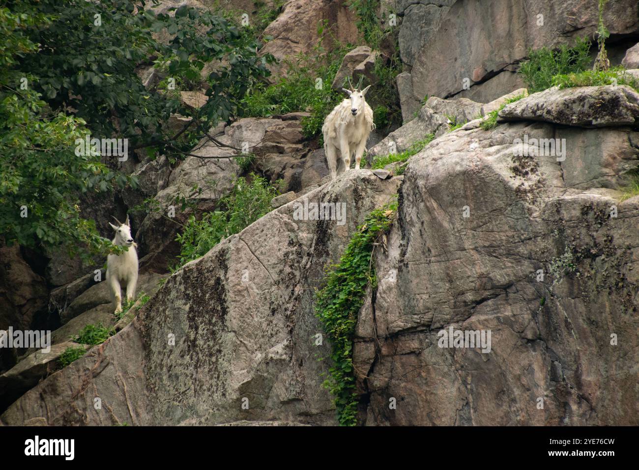 Two Rocky Mountain Goats on a cliff Stock Photo - Alamy