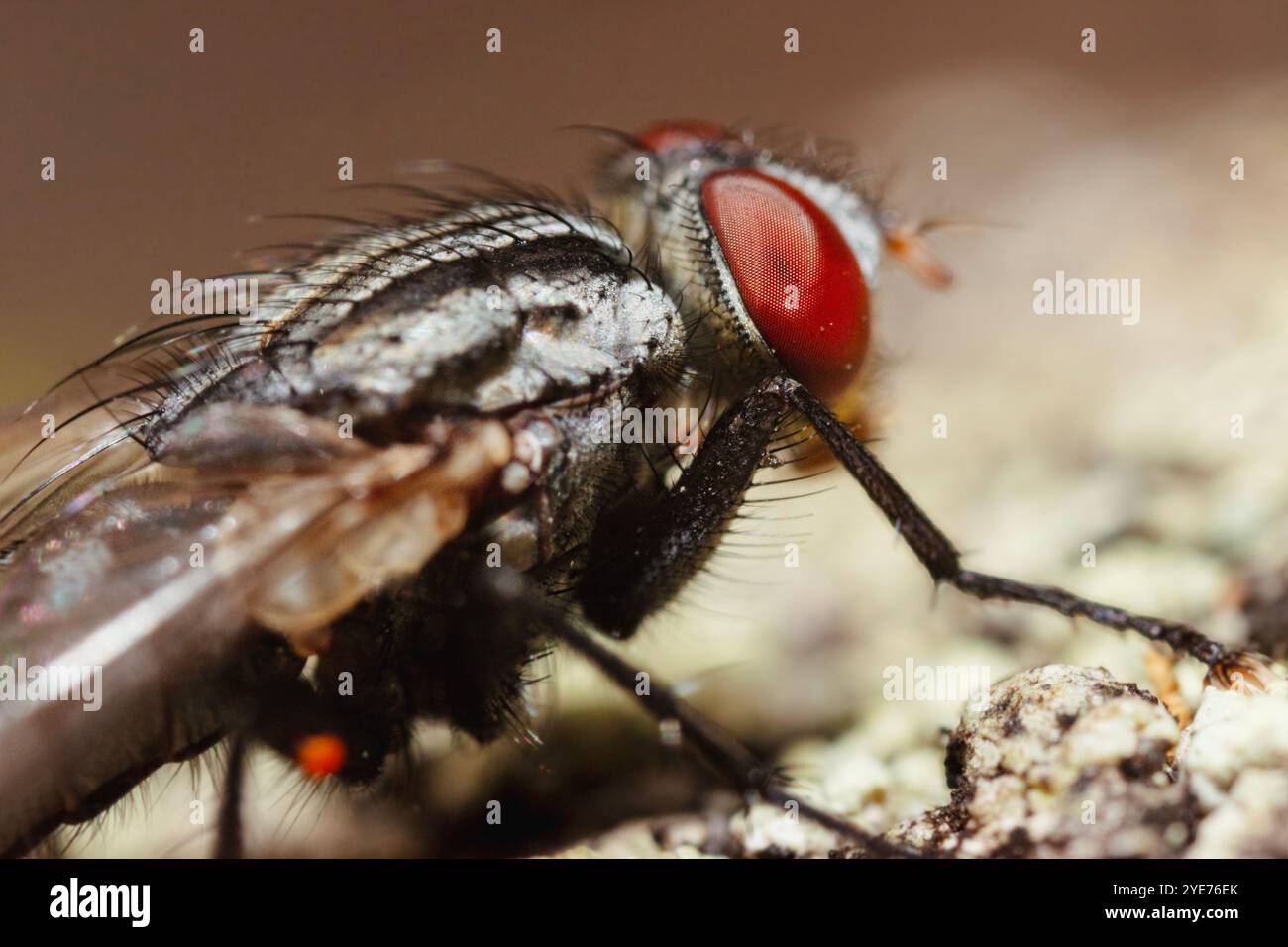 Sarcophagidae observation hi-res stock photography and images - Alamy