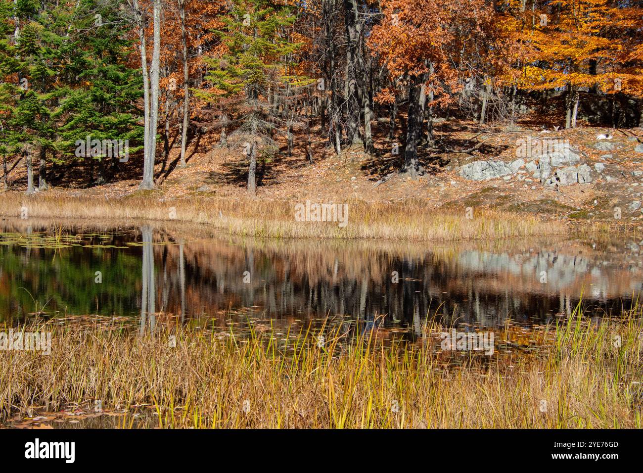 Fall Pond Reflections Reflections of autumn colors into the pond hi-res stock photography and ...