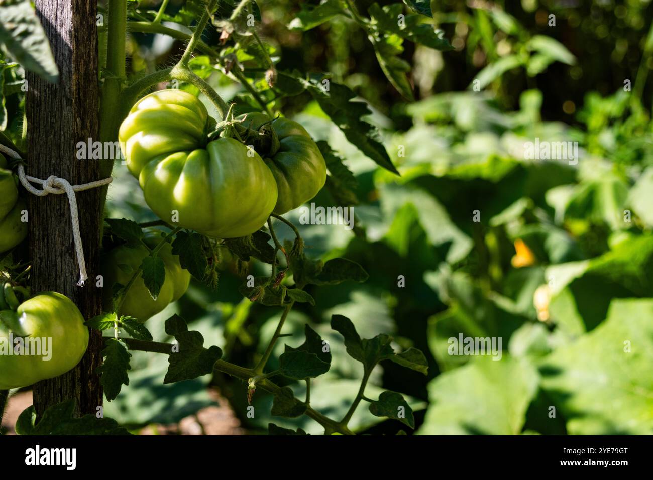 Watering green tomato plants hires stock