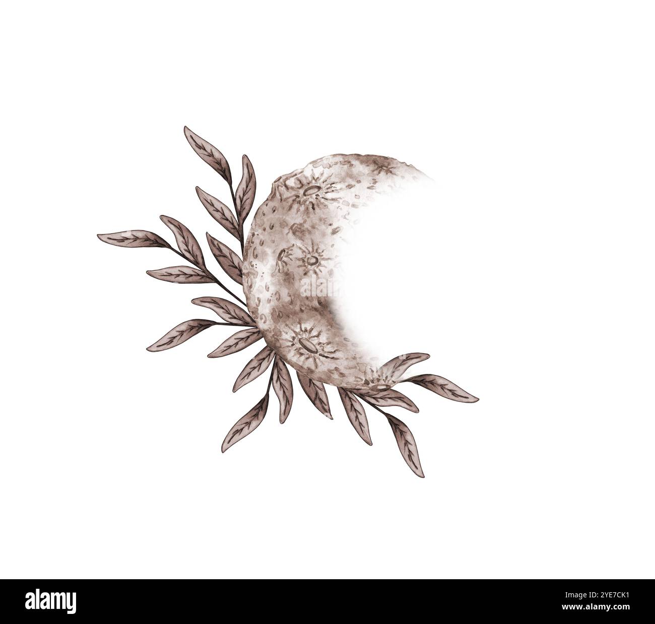 Moon and herbal flowers in brown and beige tones watercolor illustration. Cosmic body isolated from background. Astrology of moon phases. Design conce Stock Photo
