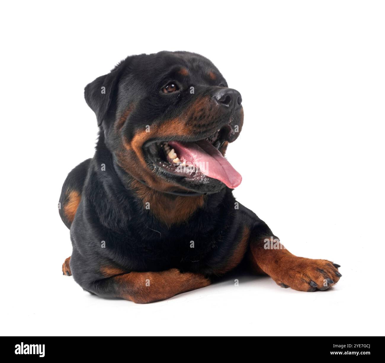 Purebred Rottweiler purebred rottweiler in front of white background Stock Photo - Alamy