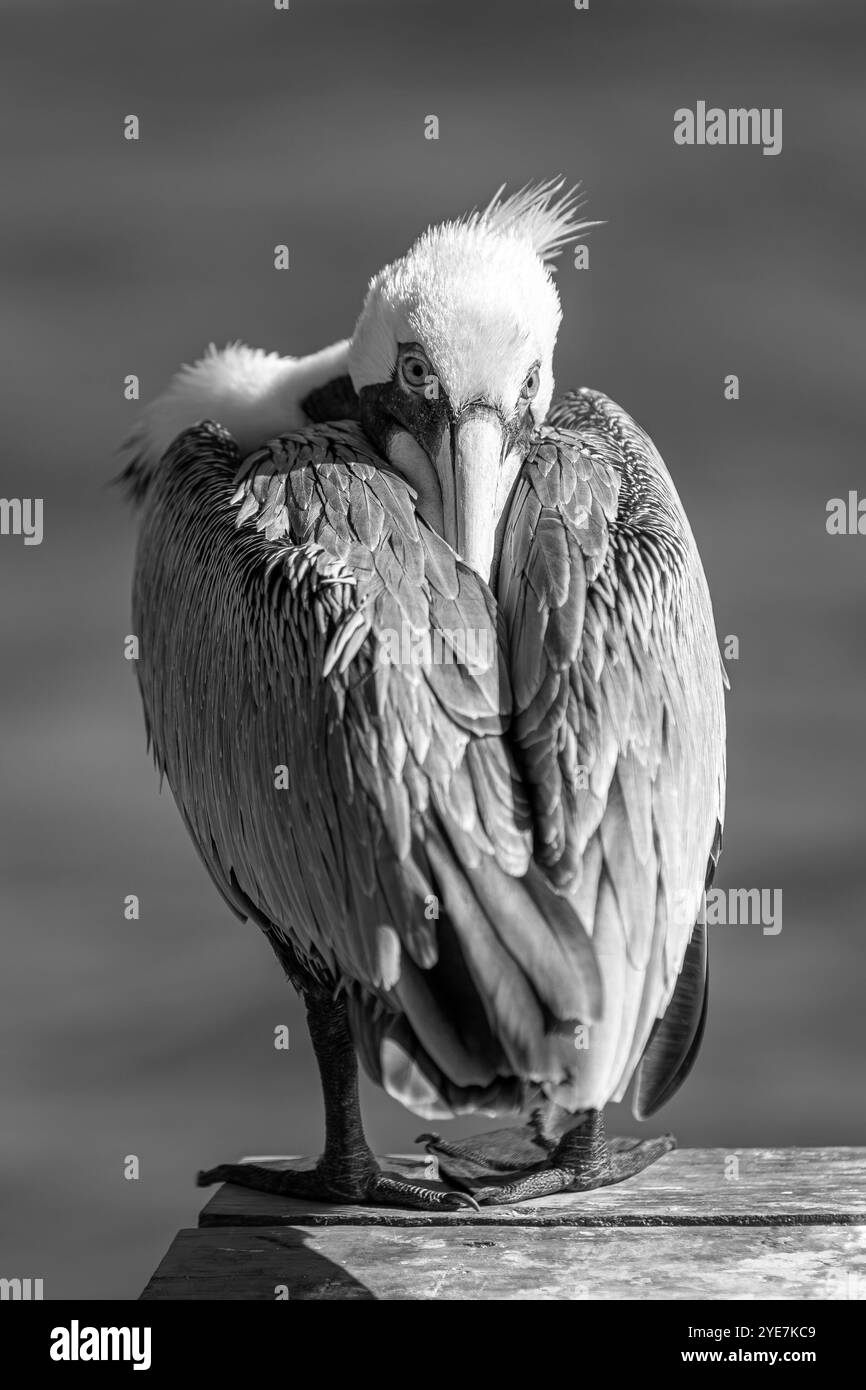 Resting Brown Pelican In Black And White Stock Photo