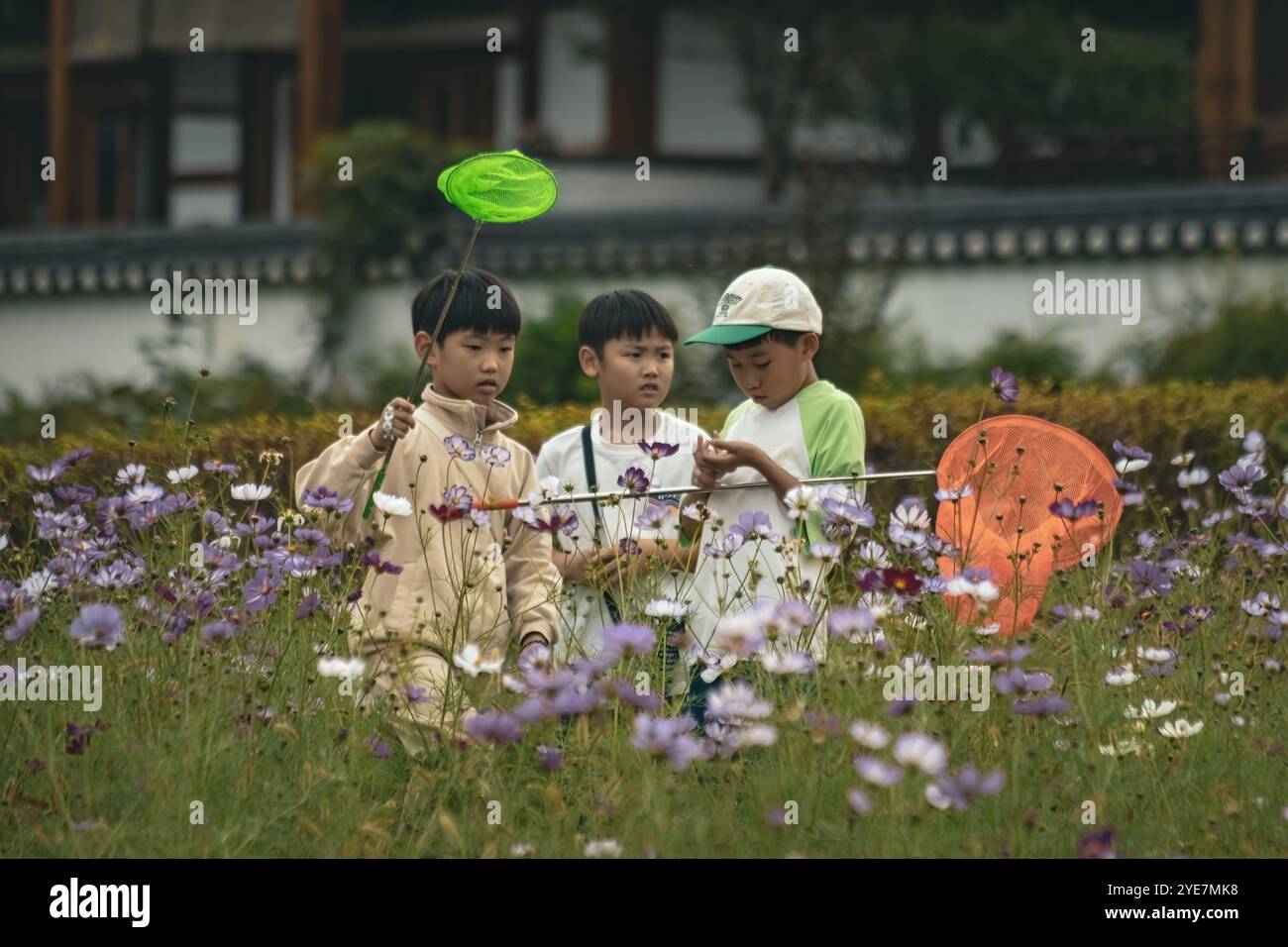 Korean boys catch butterflies with nets in a meadow Stock Photo