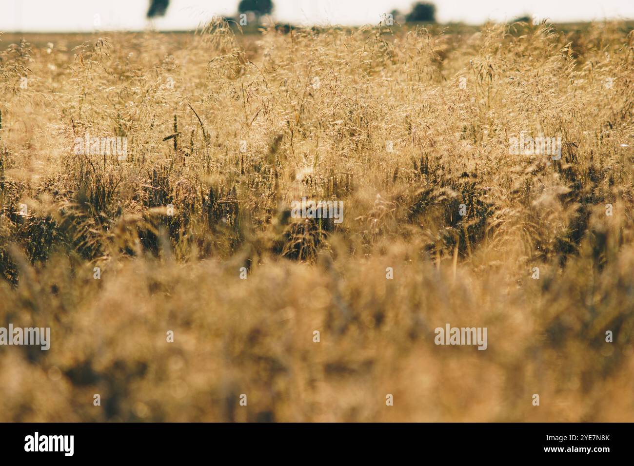 Grass grasses weeds hi-res stock photography and images - Alamy