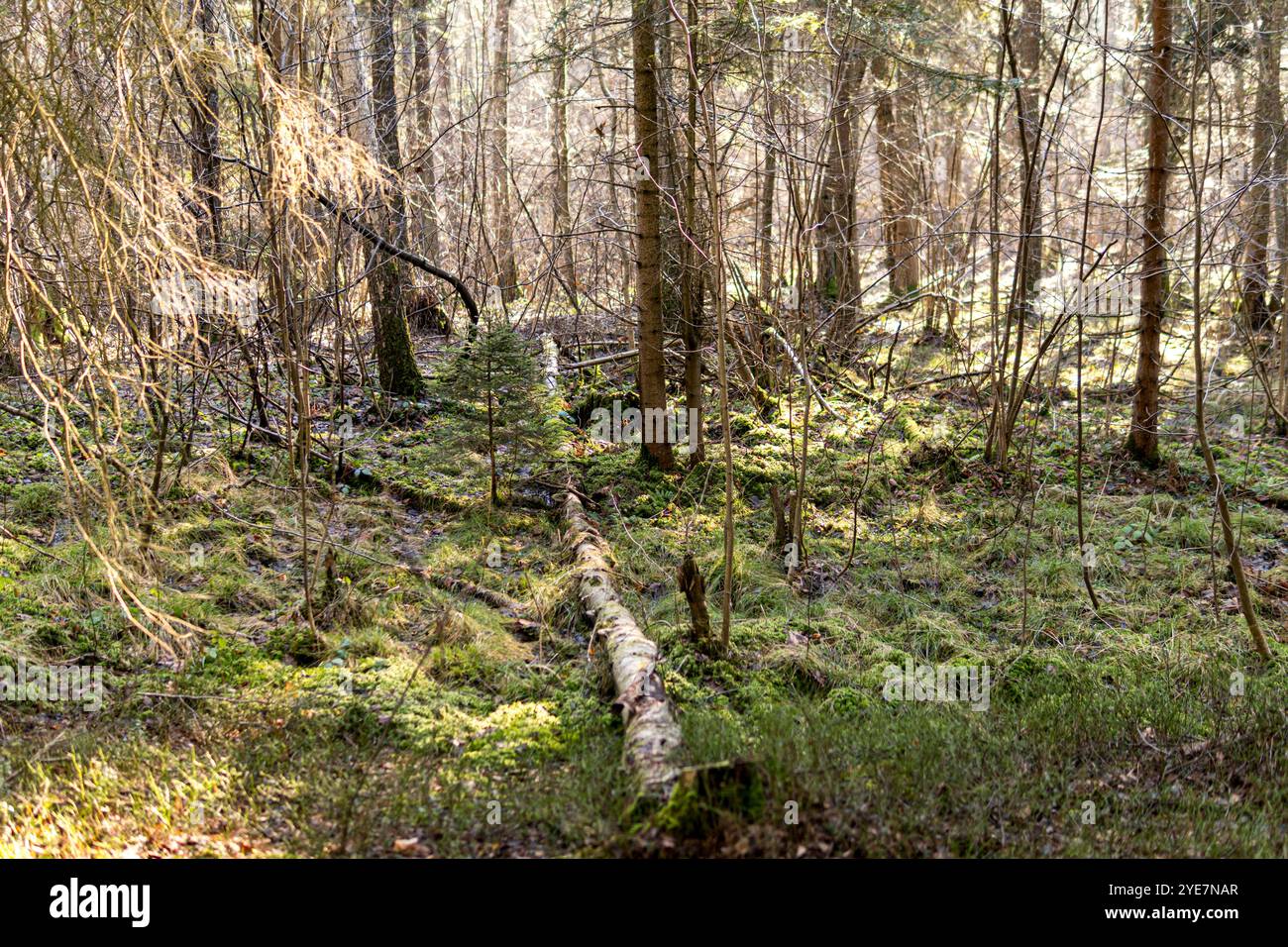 Birch tree fallen on the ground covered with green moss Stock Photo