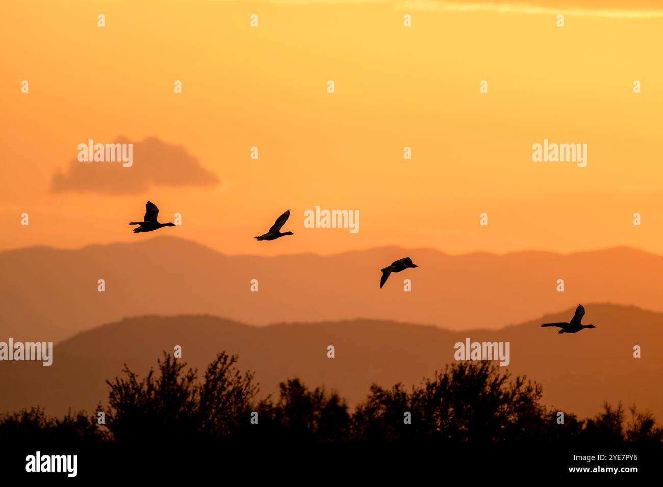 Flock of flying geese at dawn. Silhouette of greylag goose or graylag goose (Anser anser) in flight with a beautiful sunrise sky in background. Isola Stock Photo