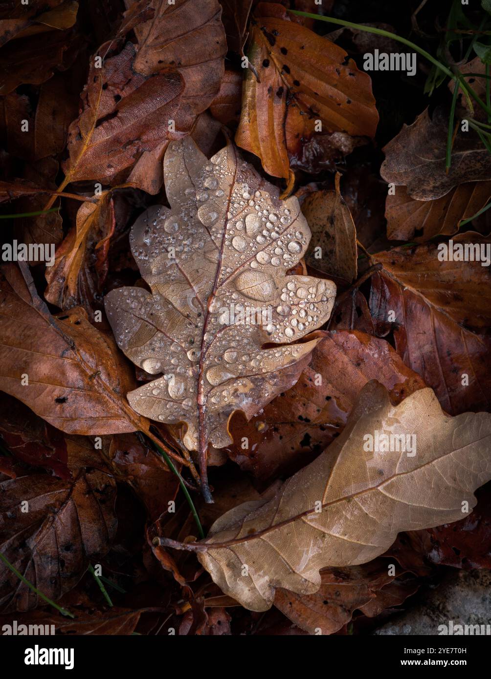 Oak leaf covered in dew drops on woodland floor Stock Photo