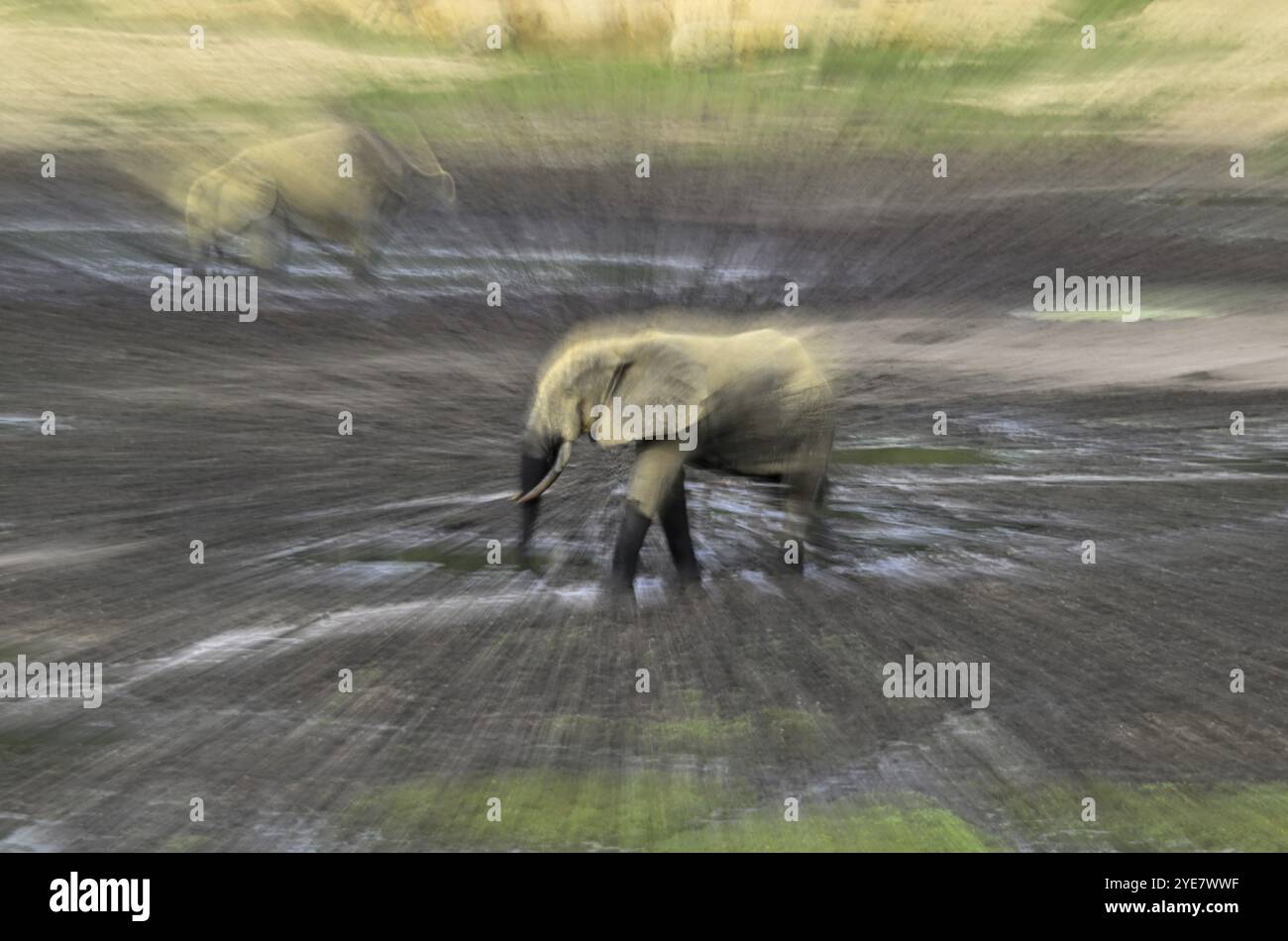 Forest elephant (Loxodonta cyclotis) in the Dzanga Bai forest clearing, illegal hunting, poaching, blurred, Dzanga-Ndoki National Park, Unesco World H Stock Photo