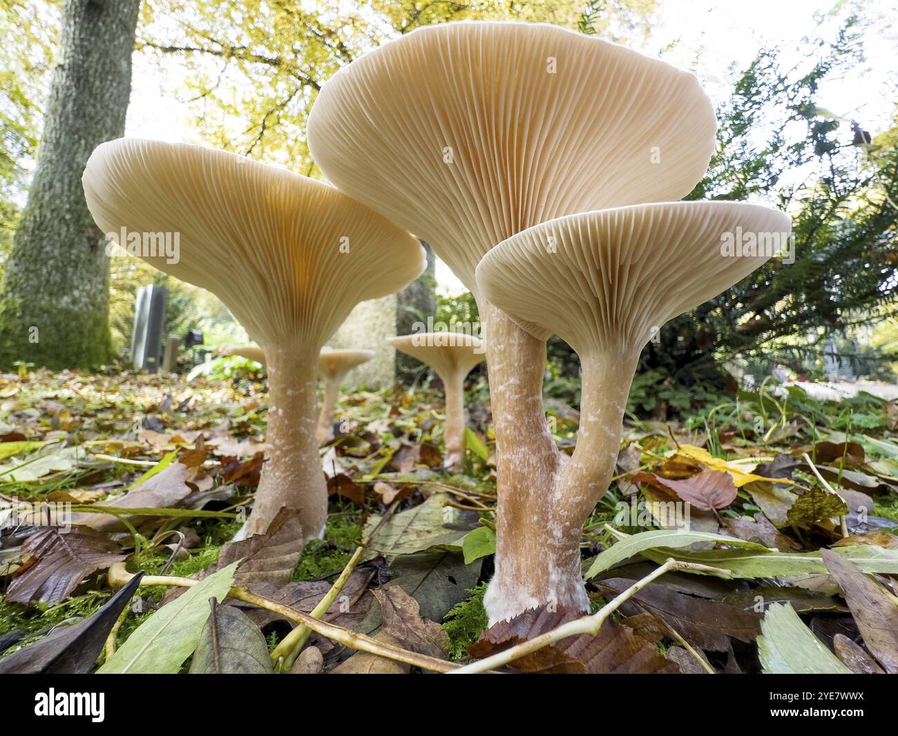 Common funnels hi-res stock photography and images - Alamy