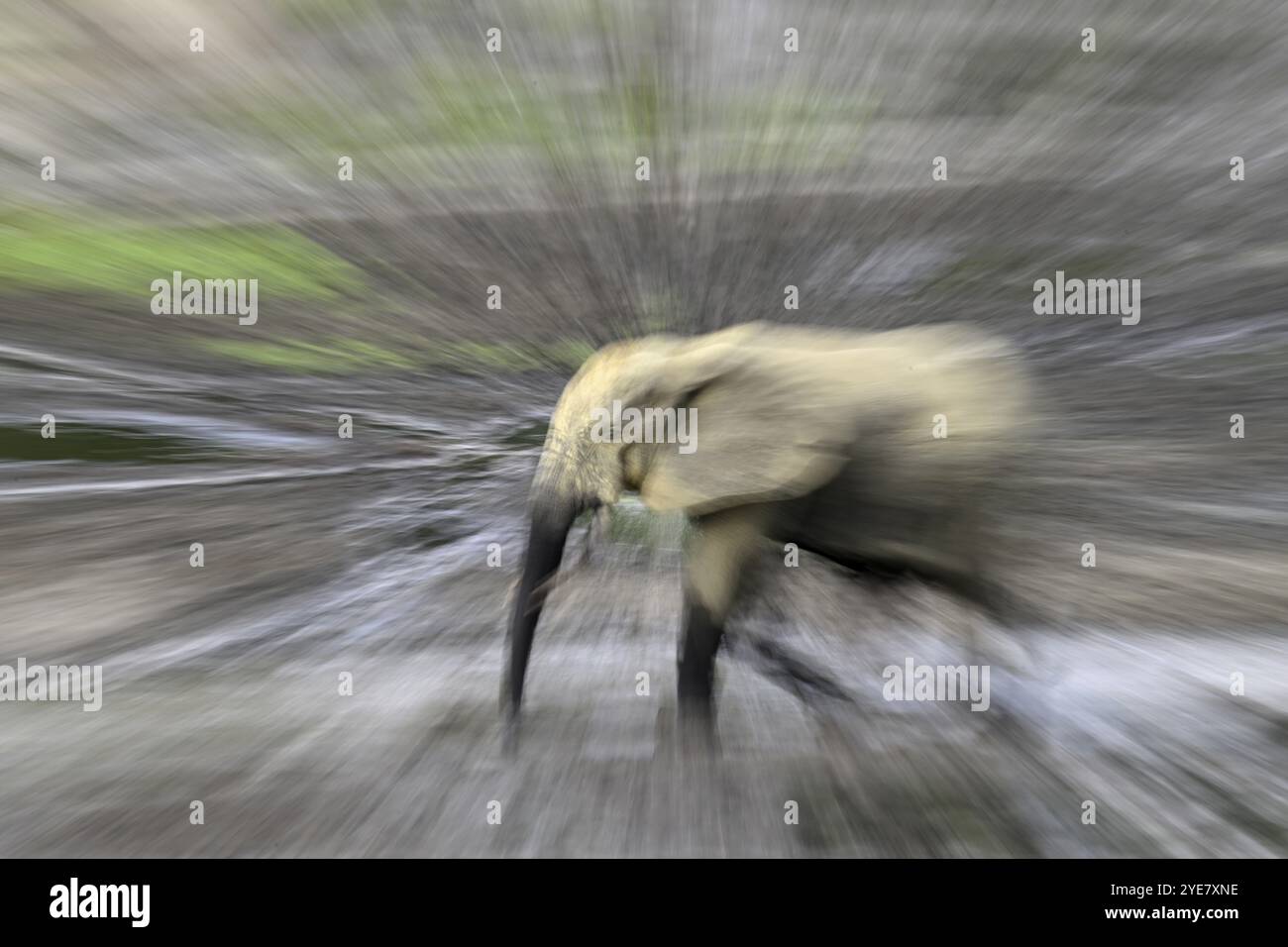 Forest elephant (Loxodonta cyclotis) in the Dzanga Bai forest clearing, illegal hunting, poaching, blurred, Dzanga-Ndoki National Park, Unesco World H Stock Photo