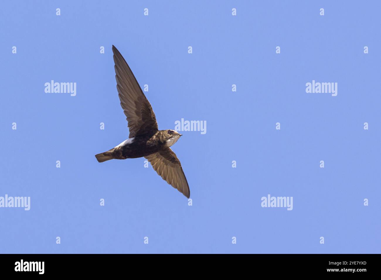 House swift, (Apus affinis), songbird, bird species of the swift family ...