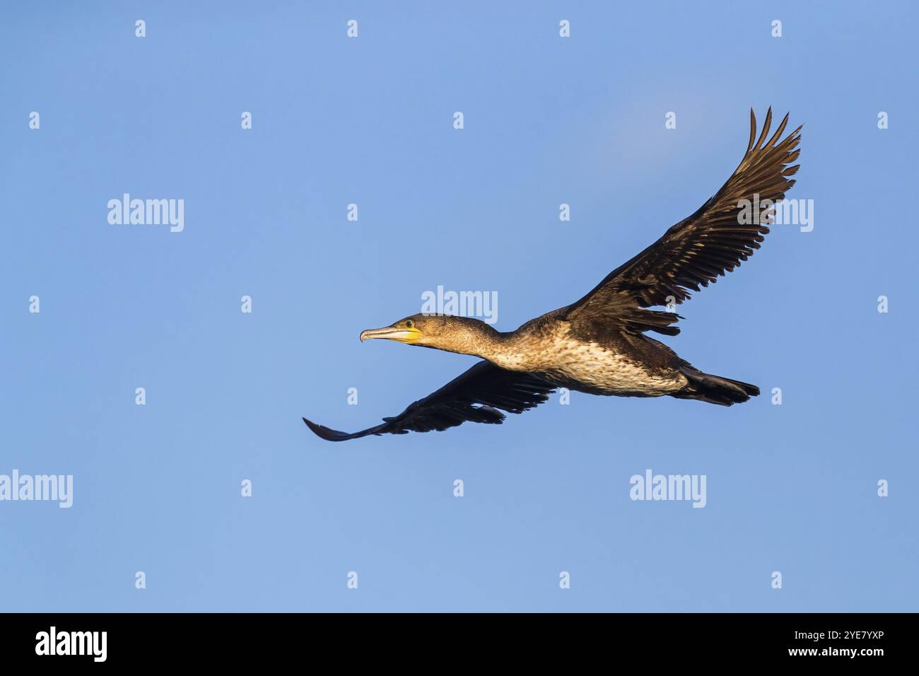 White-breasted Cormorant, (Phalacrocorax lucidus), aerial view, blue sky, side view, Africa, False Bay Nature Reserve Strandfontein Sewage Works, Cape Stock Photo