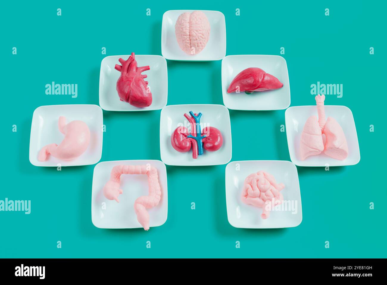 Organ models including brain, heart, lungs, liver, and others displayed on plates over teal surface for educational or medical use. Stock Photo