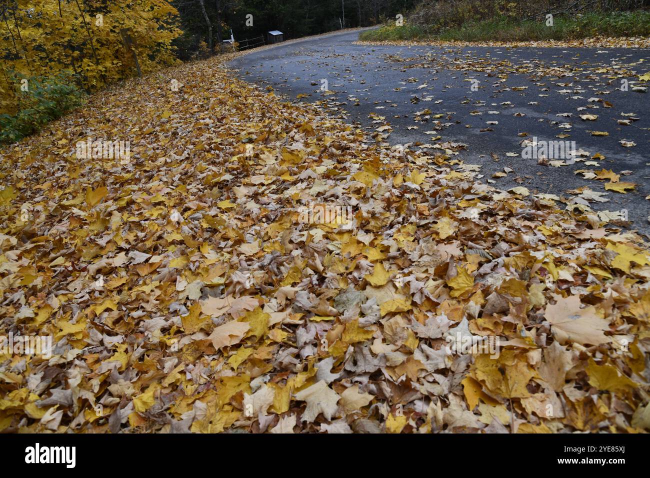 Golden leaves covering small country rode with wet pavement Stock Photo ...
