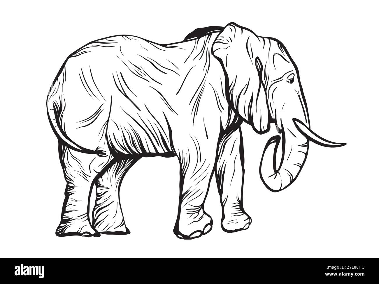 Elephant portrait in ink drawing style. Vintage engraving ink sketch illustration isolated elephant. African bishop background silhouette art animal Stock Vector