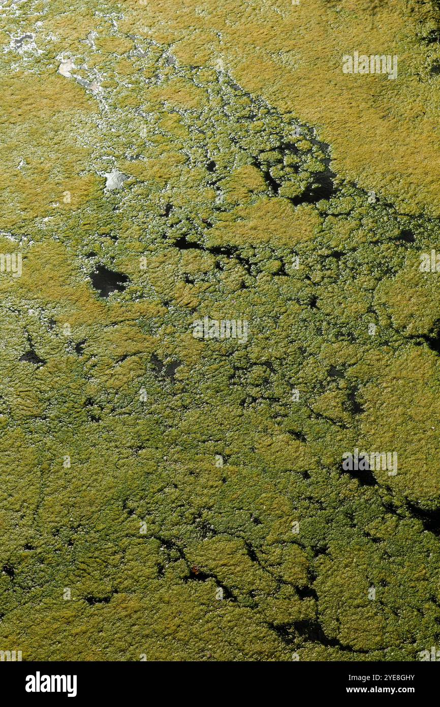 Algal bloom on top of the water in the River Wye, near Ross-on-Wye, as a result of eutrophication and pollution from agricultural run-off Stock Photo