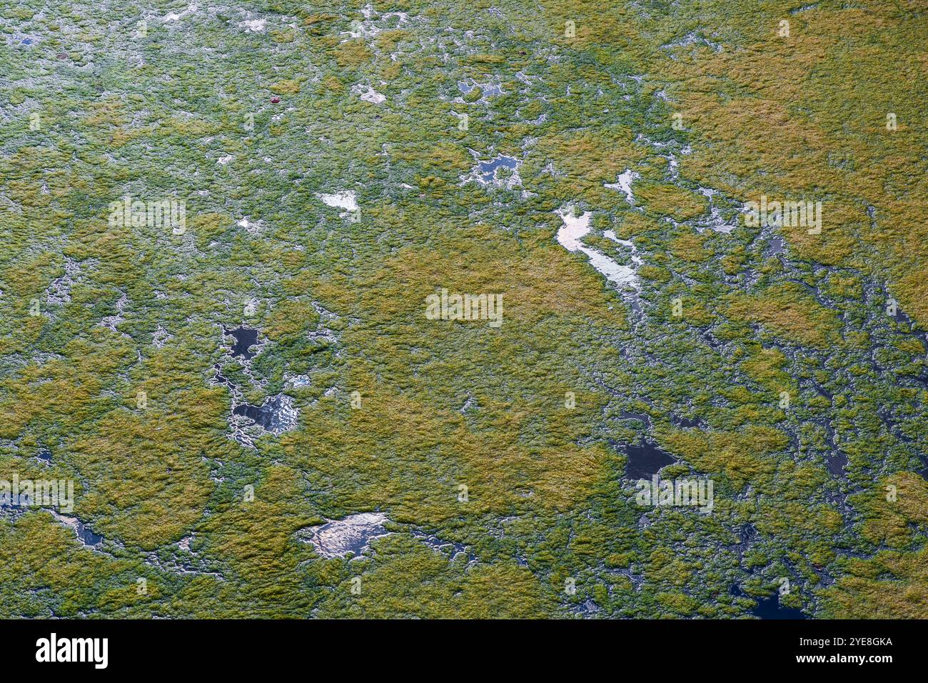 Algal bloom on top of the water in the River Wye, near Ross-on-Wye, as a result of eutrophication and pollution from agricultural run-off Stock Photo