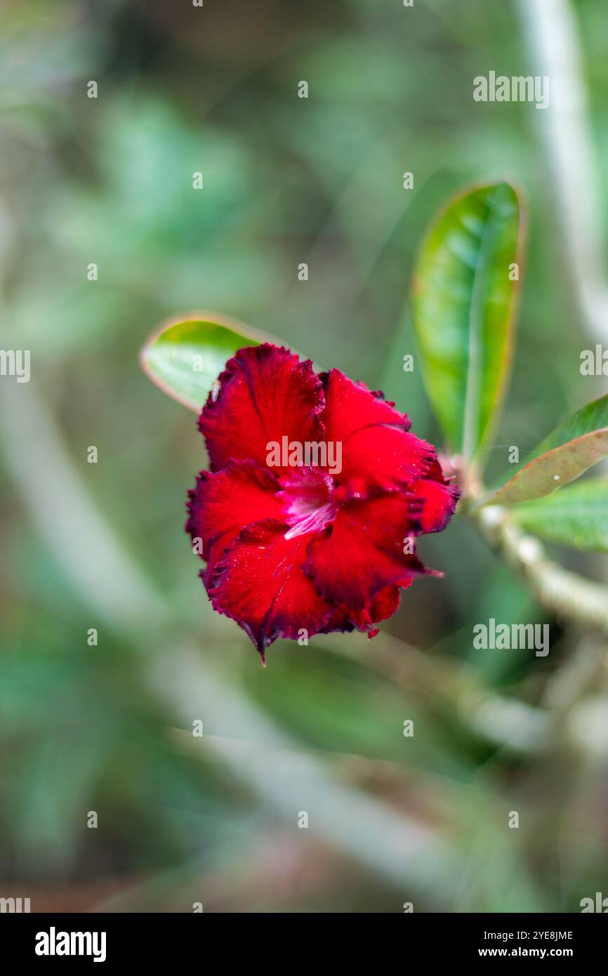 Caribbean adenium hi-res stock photography and images - Alamy