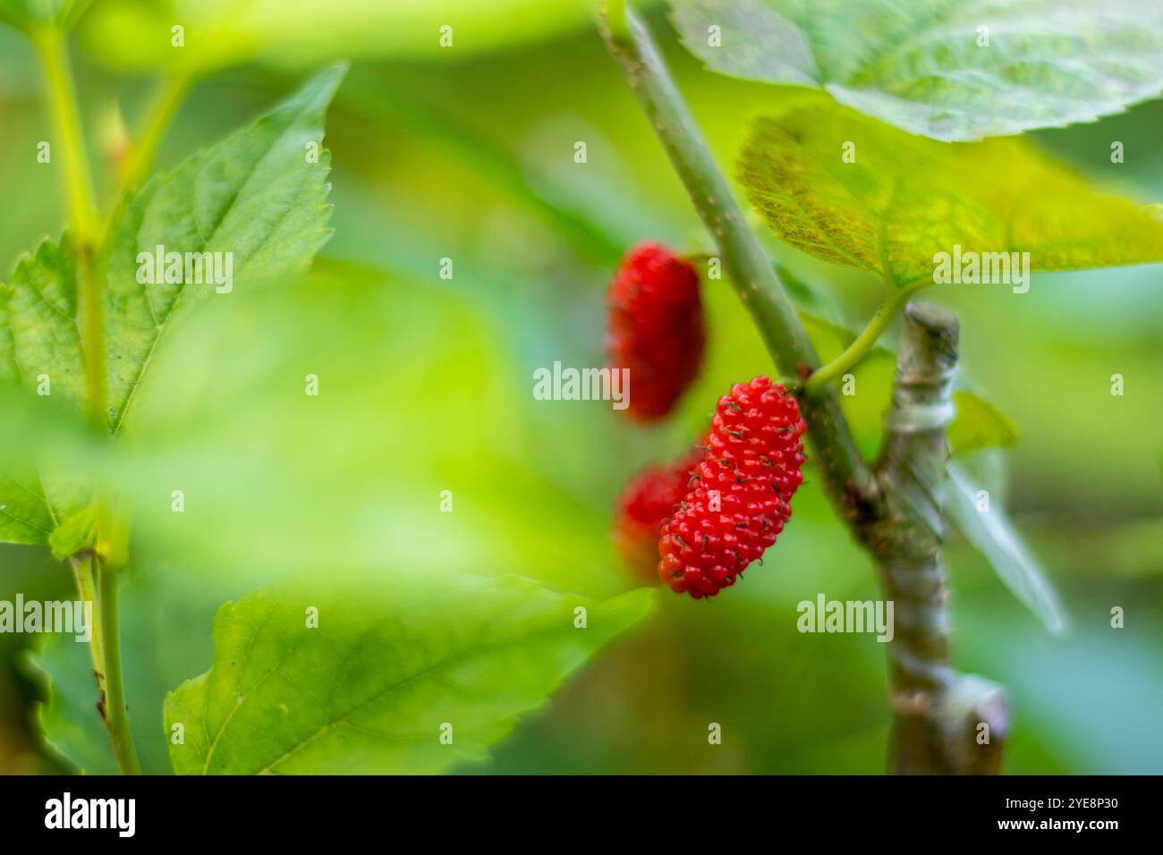 Red Mulberry fruits are usually deep red. The Red mulberry is best grown in rich, moist, well-drained soils in full sun to part shade Stock Photo