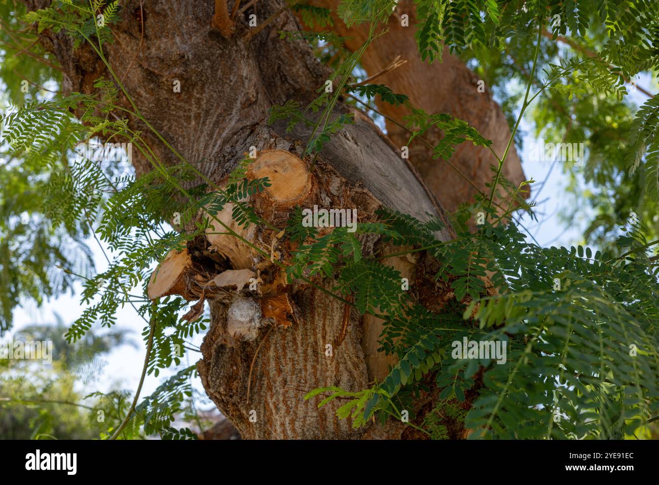 Healthy tree with vibrant green leaves showcasing natures beauty in ...