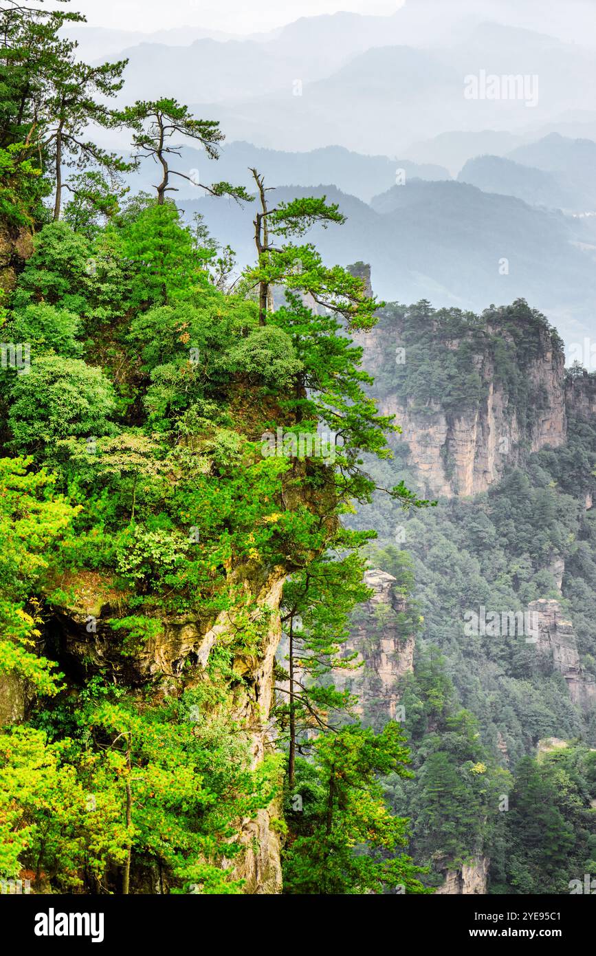 Beautiful view trees growing in hi-res stock photography and images - Alamy