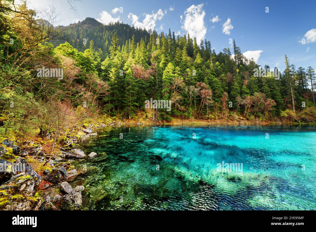 Clear azure water wooded hi-res stock photography and images - Alamy