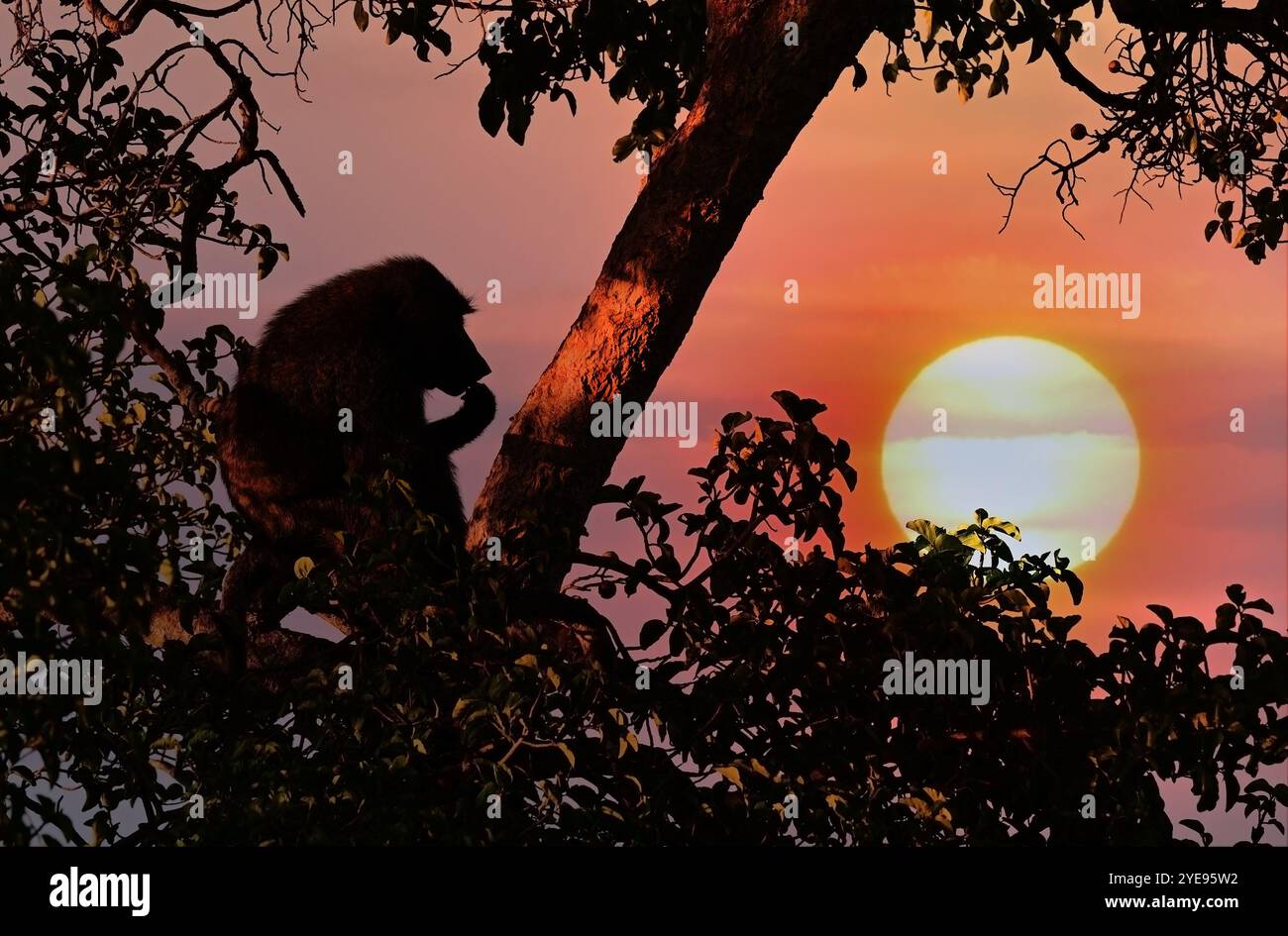 Yellow Baboon (Papio cynocephalus) sits on a tree in the rays of the setting sun. Kenya, Africa Stock Photo