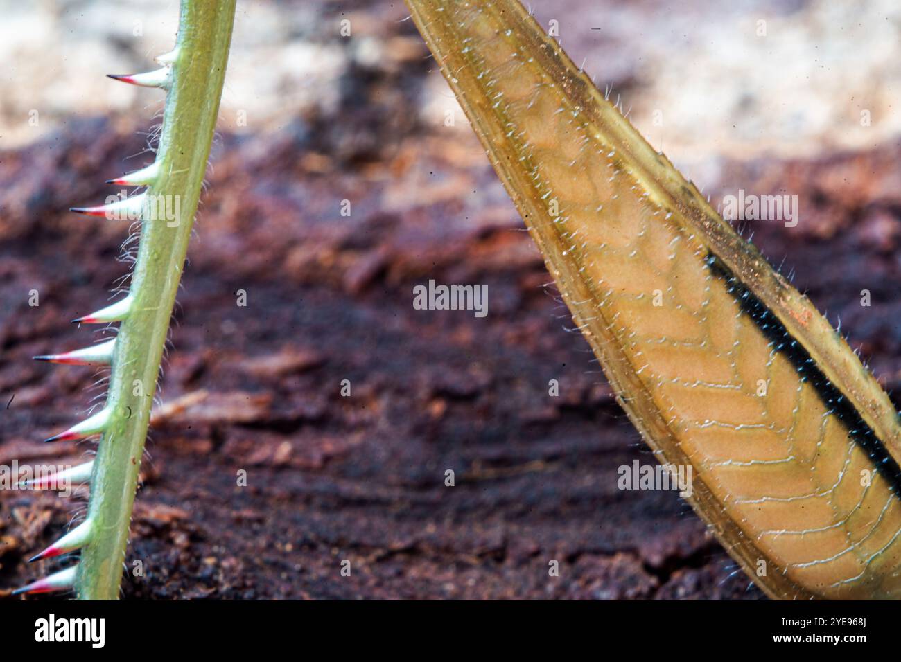 Locust leg detail and texture Stock Photo