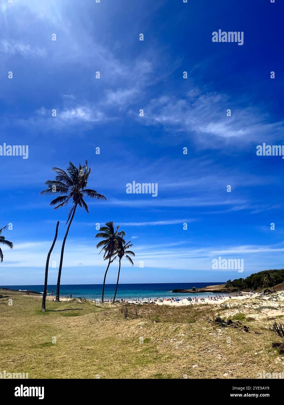 Palm trees sway under sunlight at Anakena Beach, Easter Island, Chile, with blue skies and ocean views, creating a serene tropical Rapa Nui culture. - Smartphone Captured Stock Image