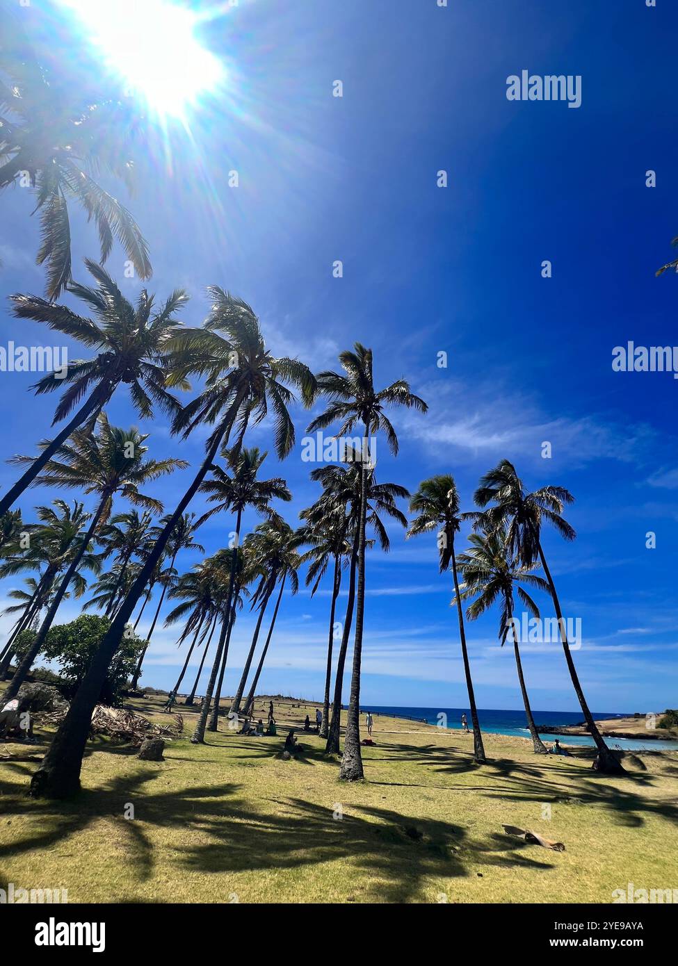 Palm trees sway under sunlight at Anakena Beach, Easter Island, Chile, with blue skies and ocean views, creating a serene tropical Rapa Nui culture. - Smartphone Captured Stock Image