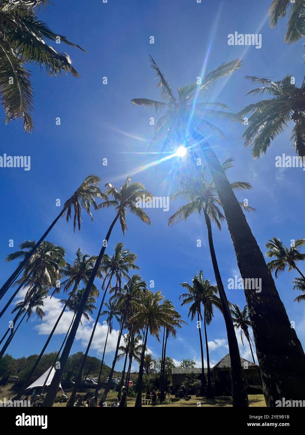 Palm trees sway under sunlight at Anakena Beach, Easter Island, Chile, with blue skies and ocean views, creating a serene tropical Rapa Nui culture. - Smartphone Captured Stock Image