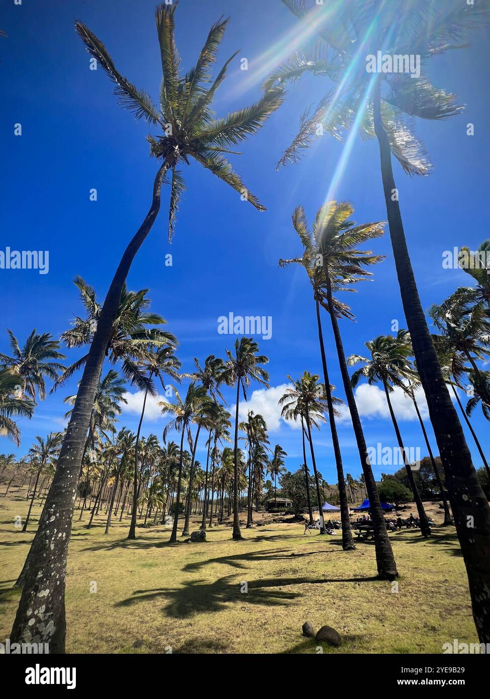 Palm trees sway under sunlight at Anakena Beach, Easter Island, Chile, with blue skies and ocean views, creating a serene tropical Rapa Nui culture. - Smartphone Captured Stock Image