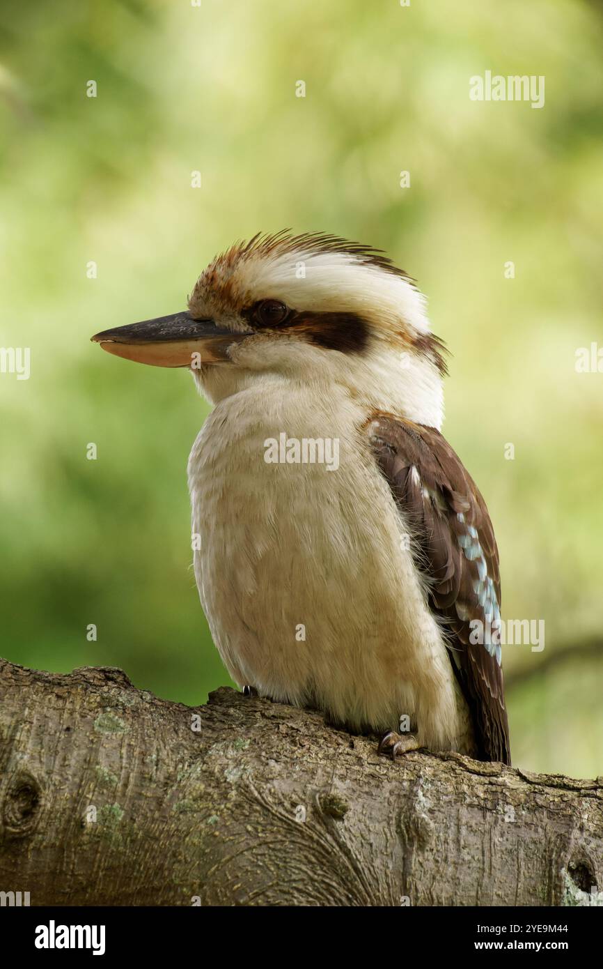 Laughing Kookaburra perched on a branch Stock Photo
