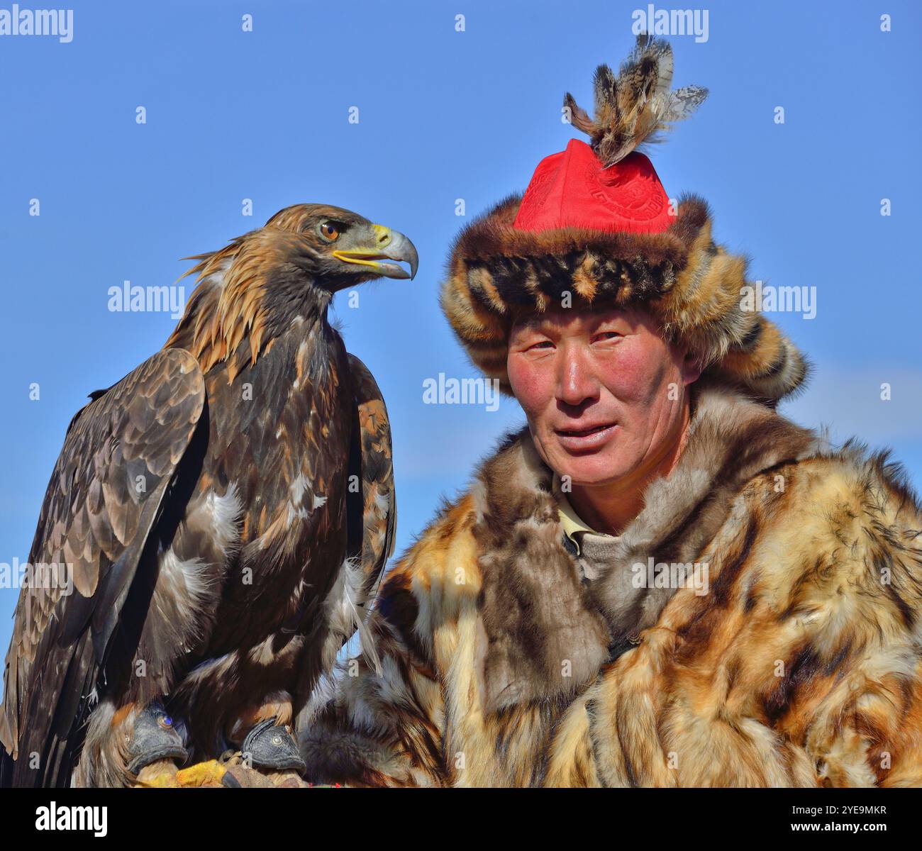 Mongolian Eagle Hunter with Golden Eagle (Aquila chrysaetos) at the Eagle Festival in Mongolia; Olgii, Mongolia Stock Photo