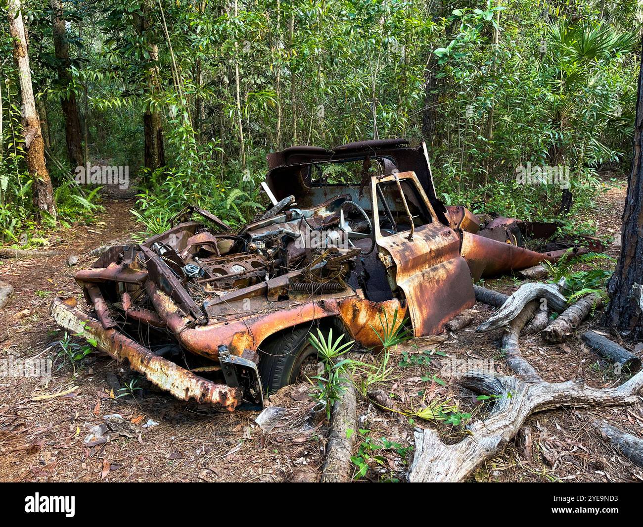 Rusty Old Car, Abandoned, Destroyed in Pieces in a forest, Sunrise, Florida, USA - Smartphone Captured Stock Image