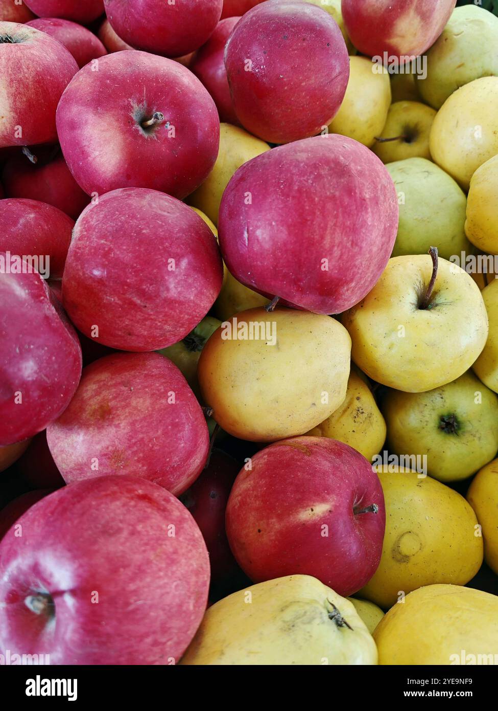 apple as an edible fruit and part of a healthy diet apple as an edible ...