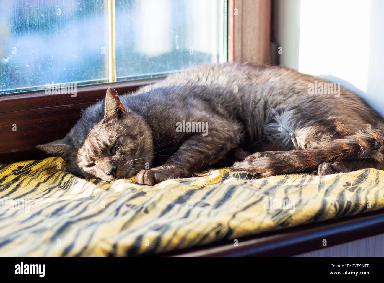 A lovely cat is peacefully sleeping on a cozy window sill with its eyes ...