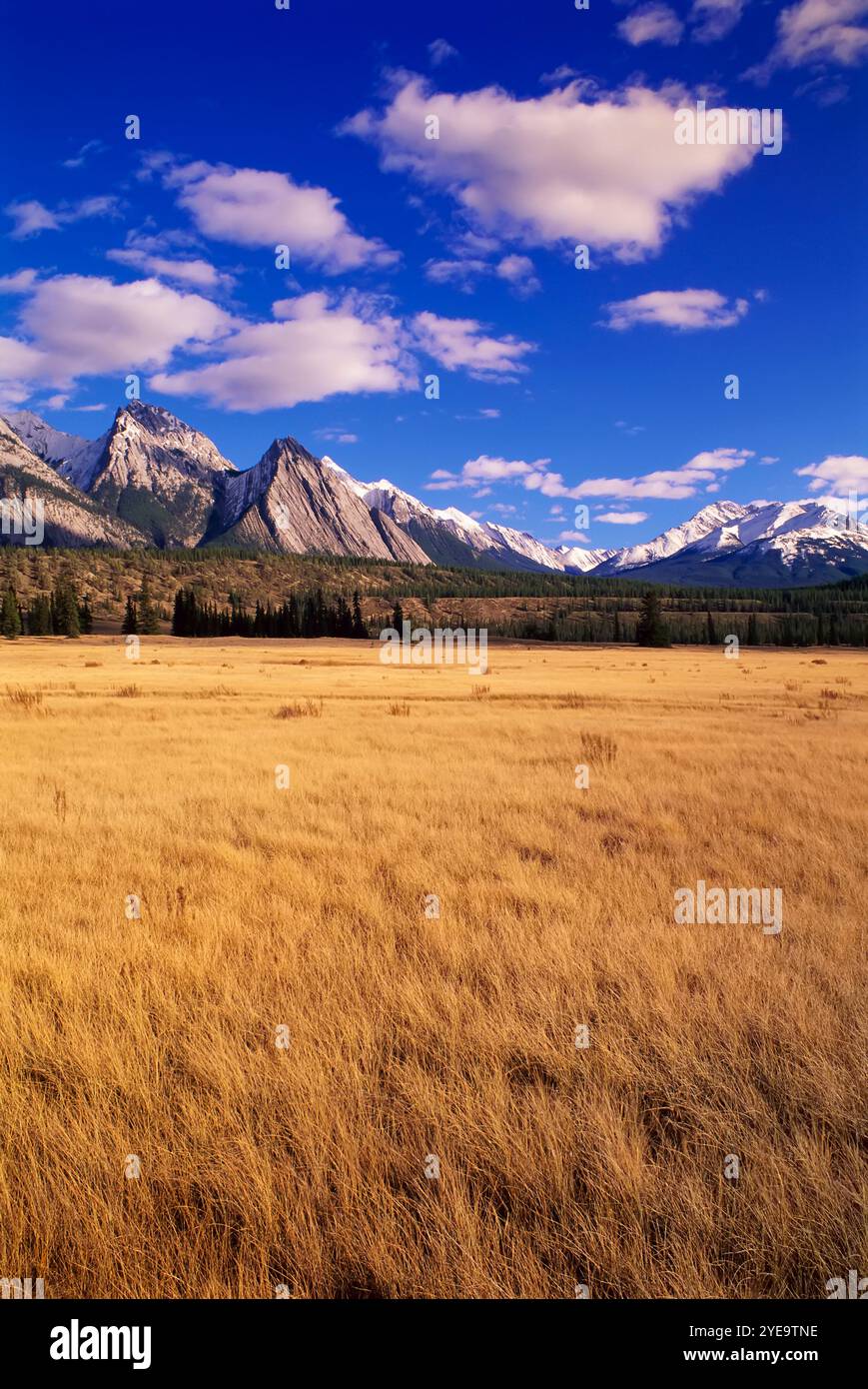 Kootenay plains hi-res stock photography and images - Alamy