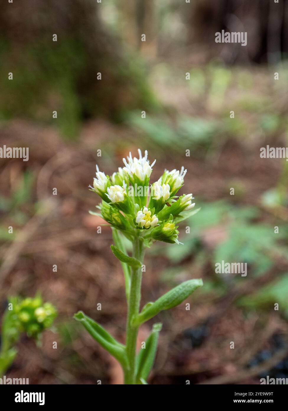 A white butterbur (Petasites albus) growing in the forest in early spring with a soft green brown background Stock Photo