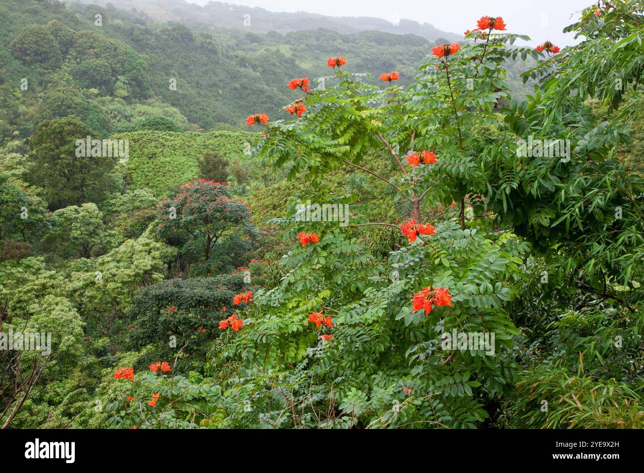 Flowering plant hana hi-res stock photography and images - Alamy